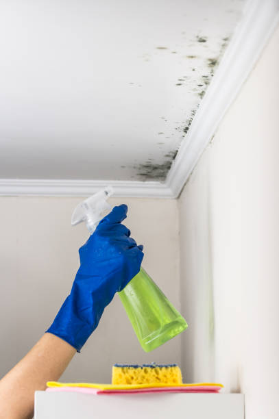 Best Environmental Consulting for Mold Prevention  in Westwood, NJ